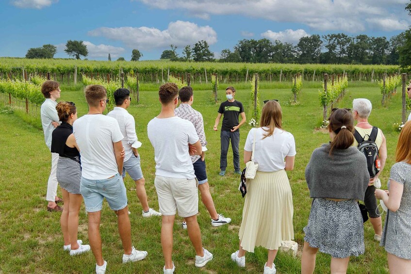 Picture 2 for Activity Lazise: Winery Tour with Garda Wines and Food Tasting