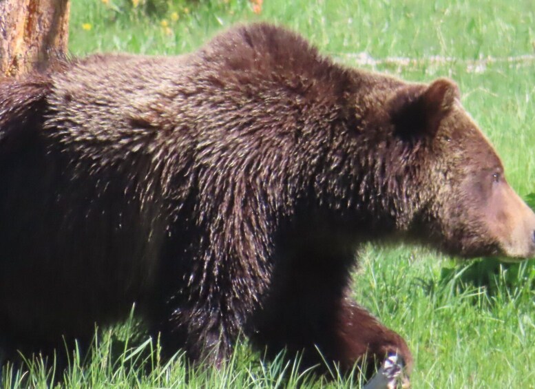 Picture 7 for Activity From West Yellowstone: Lower Loop Active Van Tour