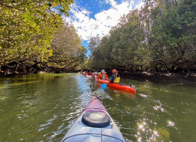 Picture 4 for Activity Adelaide: Dolphin Sanctuary Mangroves Kayak Tour