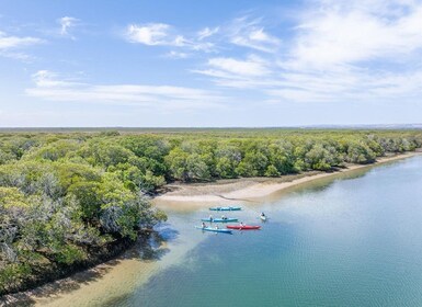 Adelaide: Dolphin Sanctuary Mangroves Kayak Tour