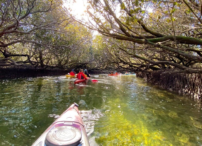 Picture 5 for Activity Adelaide: Dolphin Sanctuary Mangroves Kayak Tour