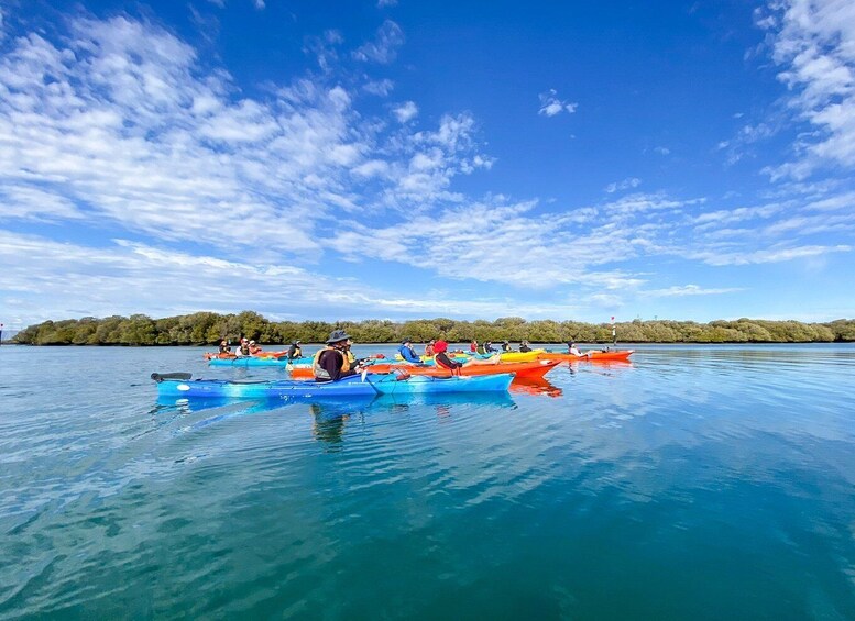 Picture 1 for Activity Adelaide: Dolphin Sanctuary Mangroves Kayak Tour