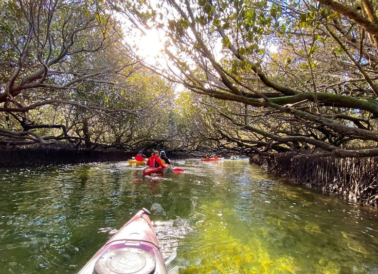 Picture 5 for Activity Adelaide: Dolphin Sanctuary Mangroves Kayak Tour