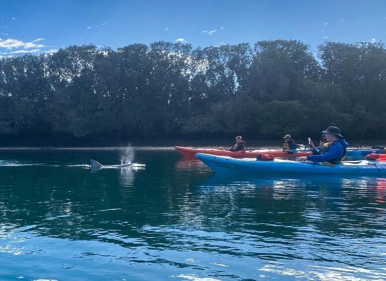 Picture 2 for Activity Adelaide: Dolphin Sanctuary Mangroves Kayak Tour