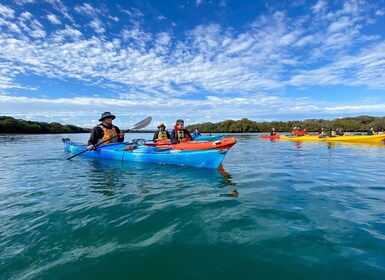 Adelaide: Delfinreservatets mangrovetur i kajak