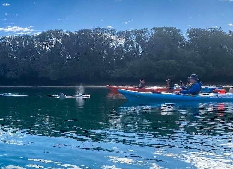 Picture 2 for Activity Adelaide: Dolphin Sanctuary Mangroves Kayak Tour