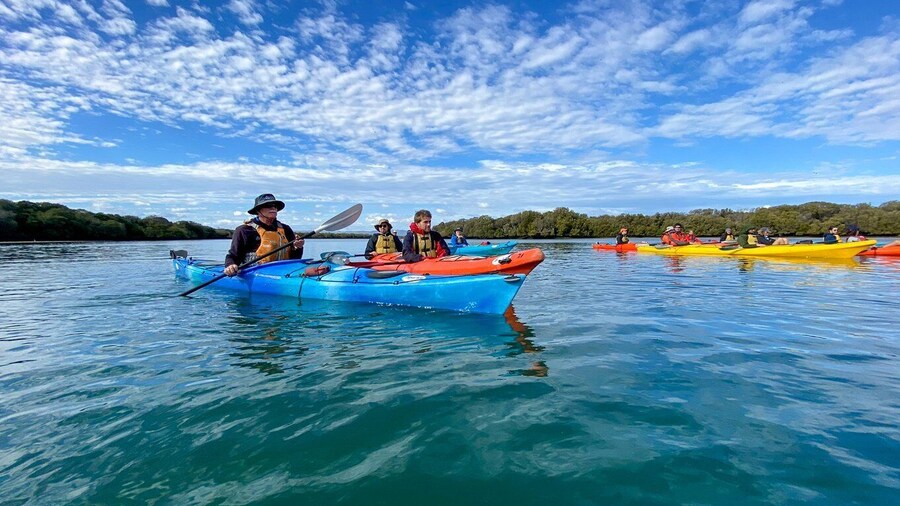 Adelaide: Dolphin Sanctuary Mangroves Kayak Tour