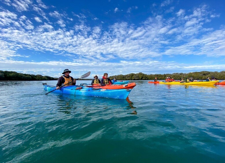 Adelaide: Dolphin Sanctuary Mangroves Kayak Tour