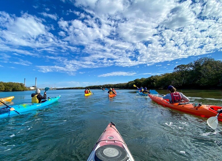 Picture 3 for Activity Adelaide: Dolphin Sanctuary Mangroves Kayak Tour