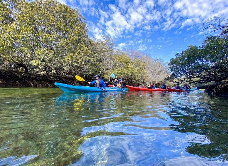 Picture 6 for Activity Adelaide: Dolphin Sanctuary Mangroves Kayak Tour