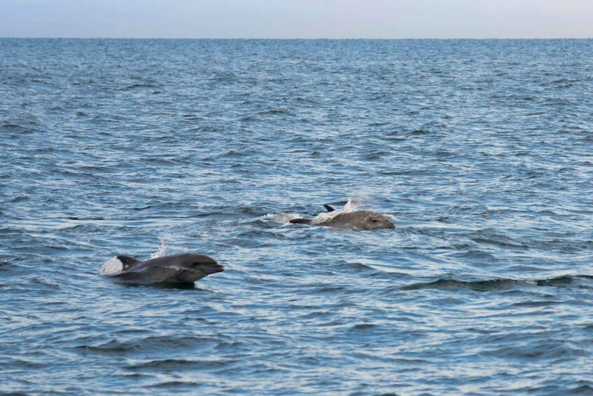 Picture 4 for Activity Poreč: Evening Boat Trip to Discover Dolphins