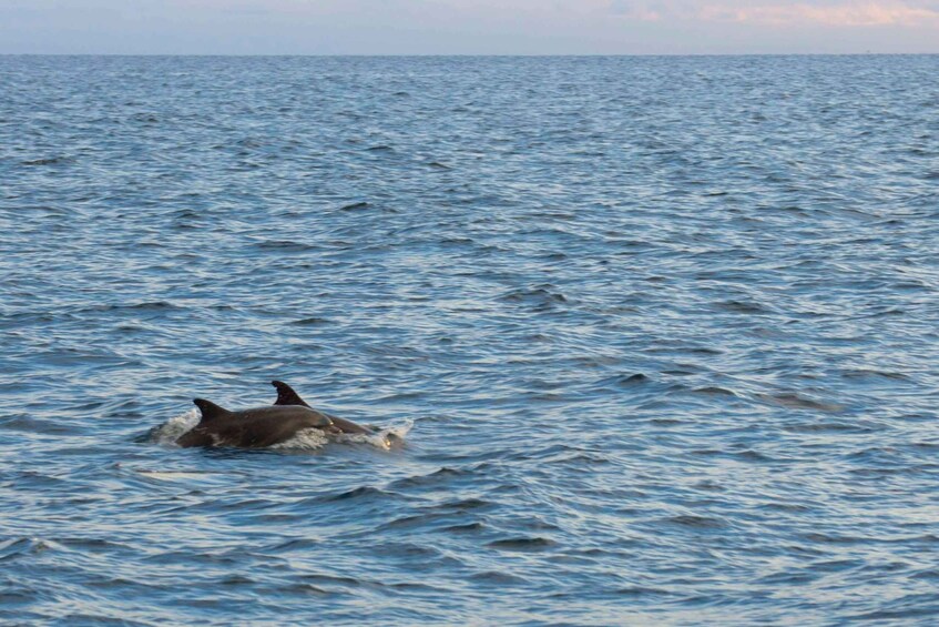 Picture 3 for Activity Poreč: Evening Boat Trip to Discover Dolphins