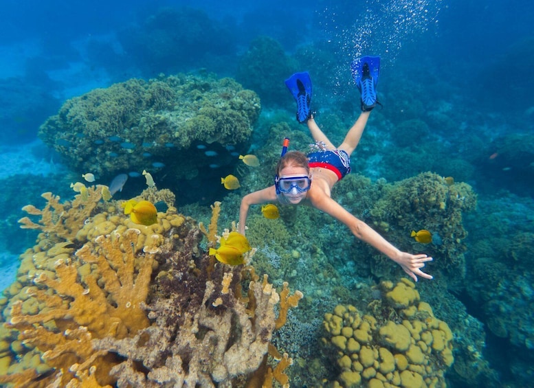 Picture 2 for Activity Cozumel: El Cielo, Palancar Reef, and Beach Party with Food