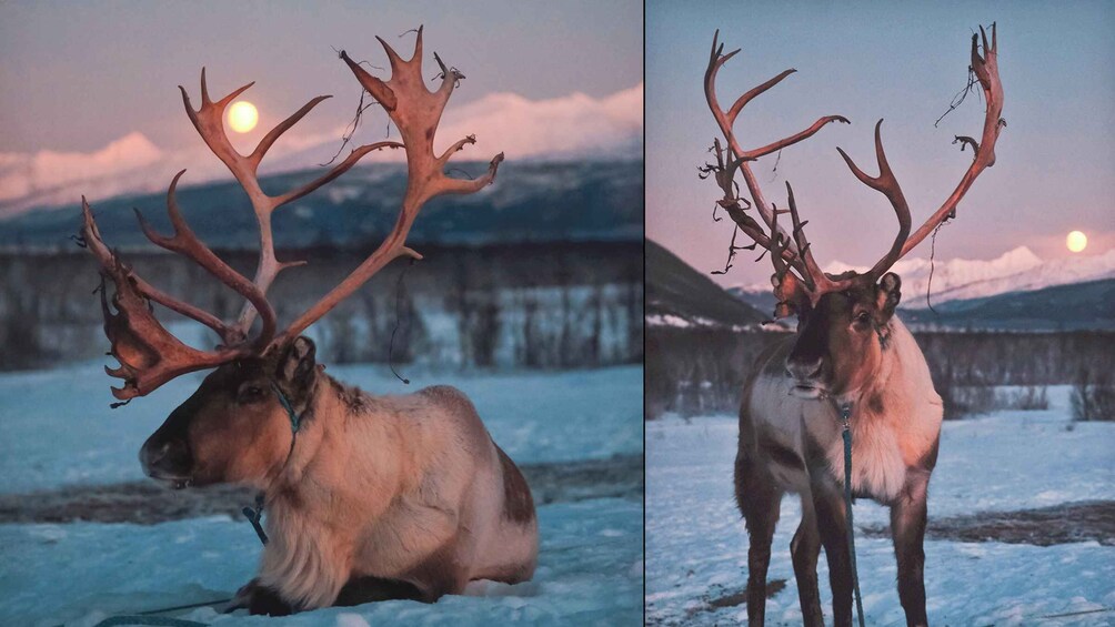 Tromsø: Reindeer Feeding & Chance of Northern Lights Viewing