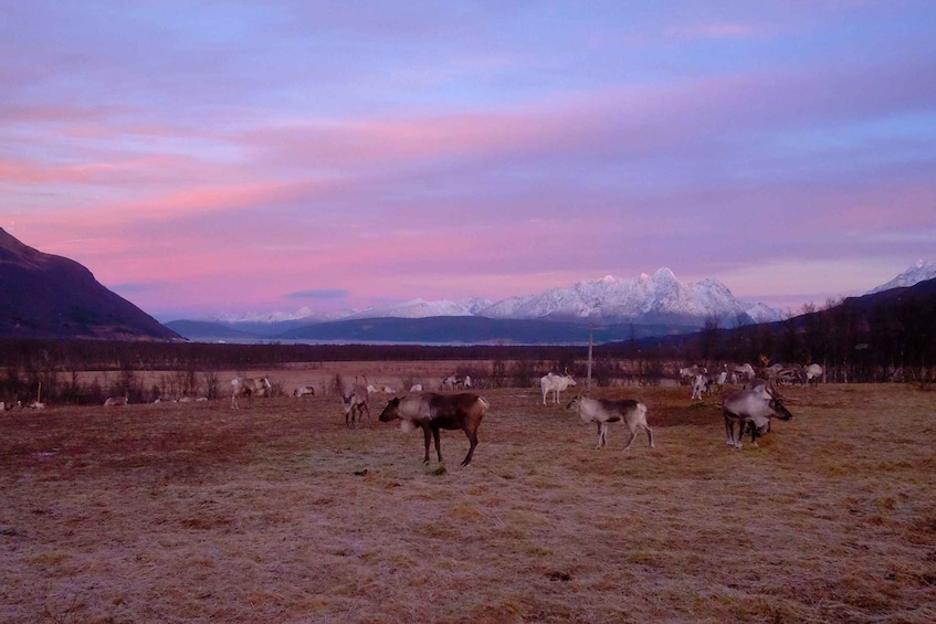 Picture 4 for Activity Tromsø: Reindeer Feeding & Chance of Northern Lights Viewing