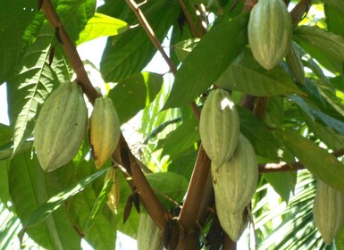 Plantations de thé Par Tuk Tuk et Diyaluma Cascade avec pique-nique