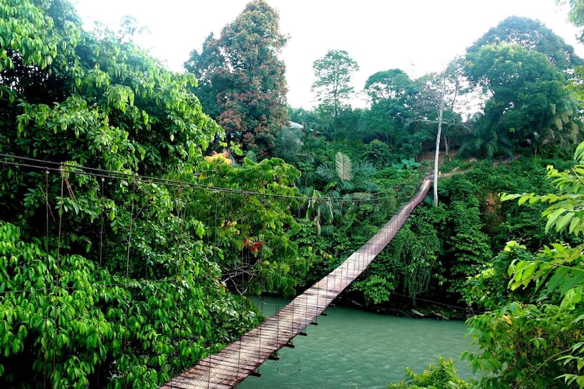 Picture 3 for Activity From Medan: Mount Leuser National Park Full-Day Trip