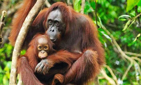 From Medan: Mount Leuser National Park Full-Day Trip