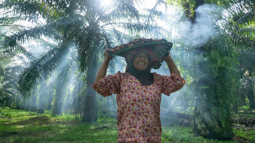 Picture 5 for Activity From Medan: Mount Leuser National Park Full-Day Trip