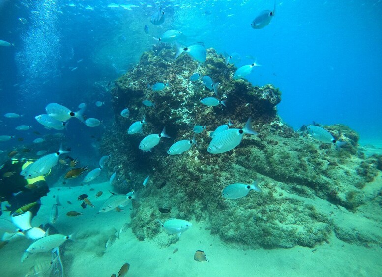 Picture 3 for Activity Lanzarote: Scuba Diving for Beginners - 1 Dive