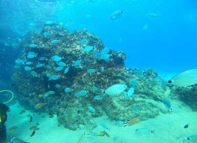 Lanzarote: buceo para principiantes - 1 inmersión
