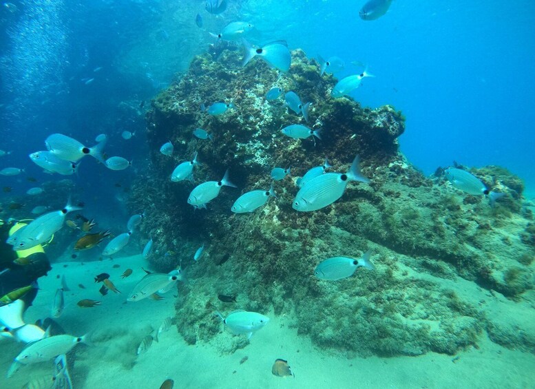 Picture 3 for Activity Lanzarote: Scuba Diving for Beginners - 1 Dive