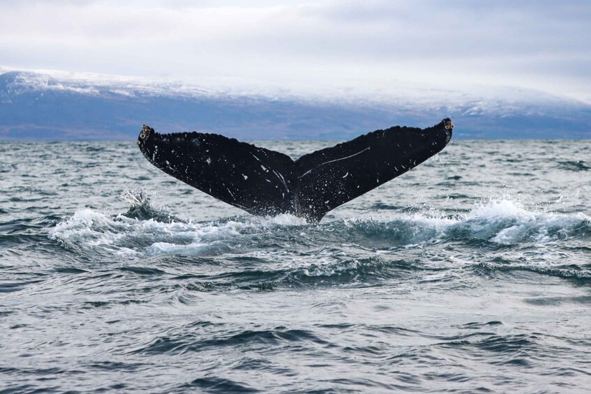 Picture 8 for Activity From Dalvik: Arctic Whale Watching in Northern Iceland