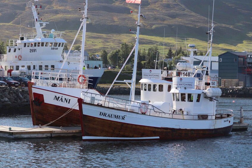 Picture 10 for Activity From Dalvik: Arctic Whale Watching in Northern Iceland