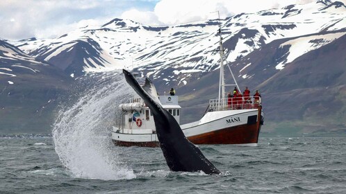 From Dalvik: Arctic Whale Watching in Northern Iceland