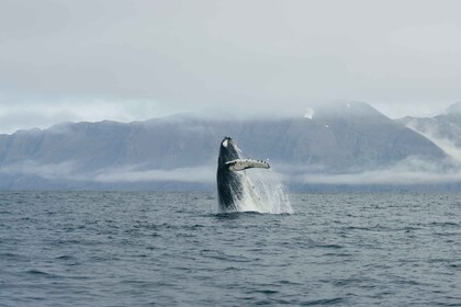 Desde Dalvik: avistamiento de ballenas árticas en el norte de Islandia