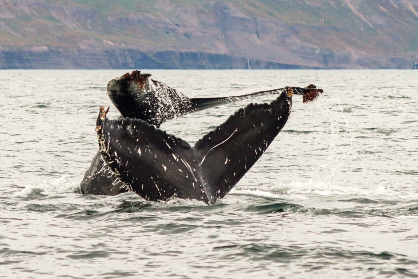 Picture 1 for Activity From Dalvik: Arctic Whale Watching in Northern Iceland