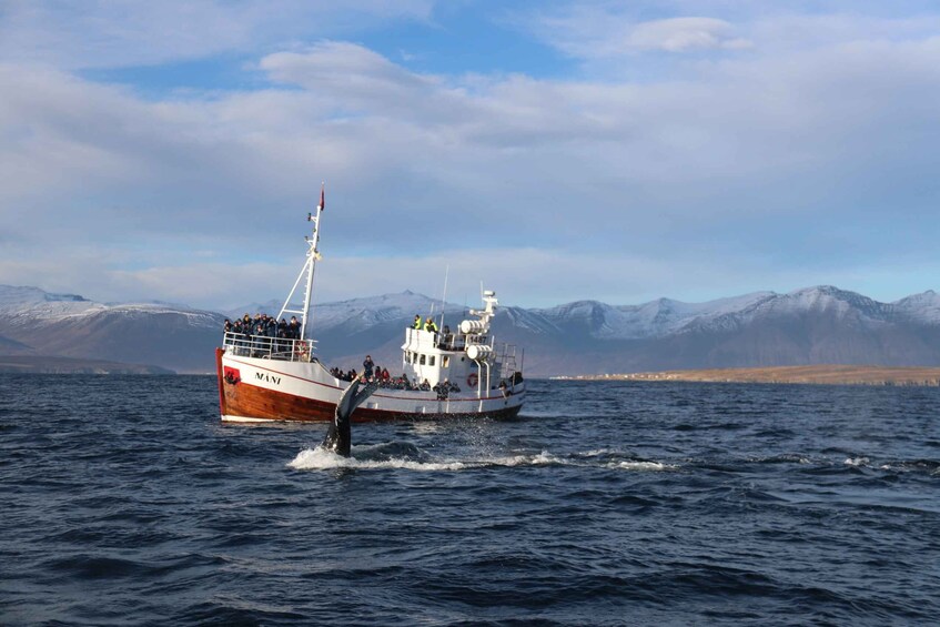 Picture 11 for Activity From Dalvik: Arctic Whale Watching in Northern Iceland