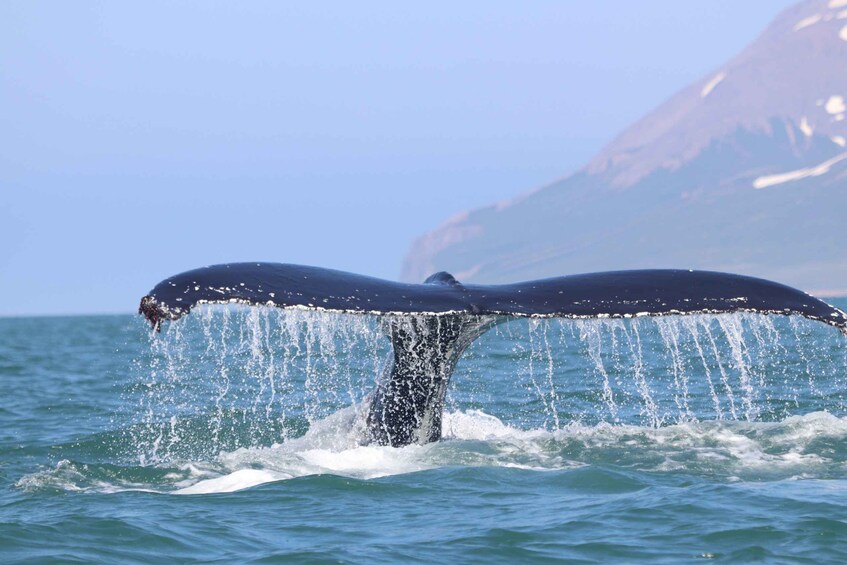 Picture 7 for Activity From Dalvik: Arctic Whale Watching in Northern Iceland