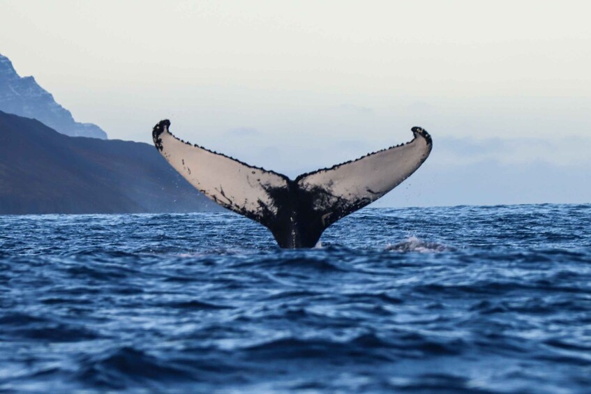 Picture 3 for Activity From Dalvik: Arctic Whale Watching in Northern Iceland