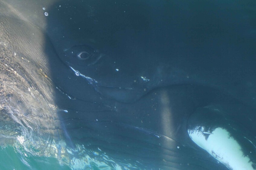 Picture 9 for Activity From Dalvik: Arctic Whale Watching in Northern Iceland