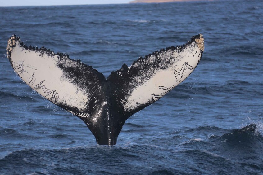 Picture 12 for Activity From Dalvik: Arctic Whale Watching in Northern Iceland