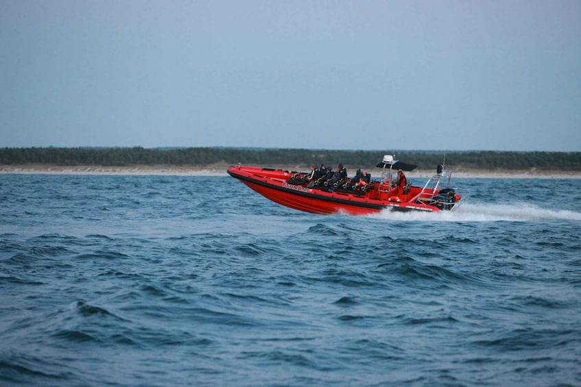 Picture 3 for Activity Reykjavik: Whale Watching by RIB Speedboat