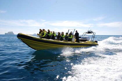 Reykjavik: RIB-pikaveneellä valaiden katselu.