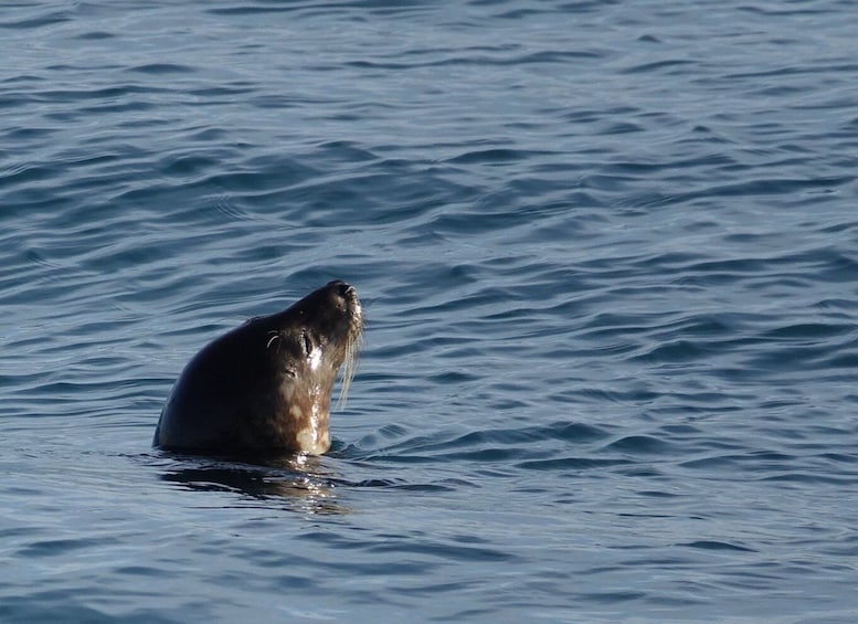 Picture 7 for Activity Reykjavik: Whale Watching by RIB Speedboat