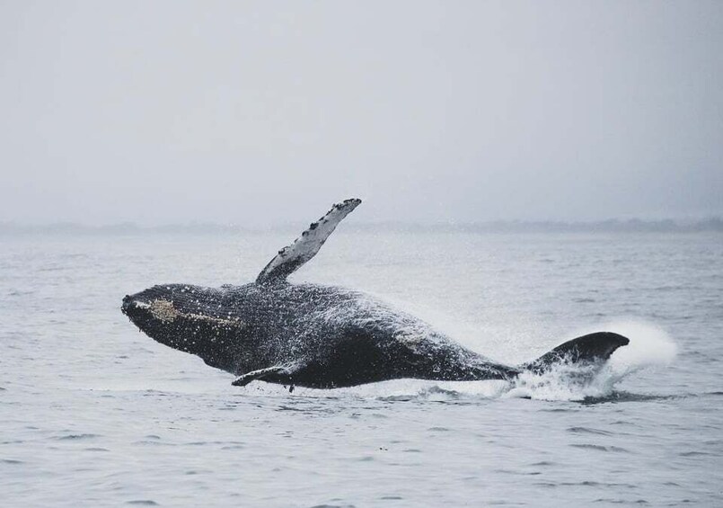 Picture 19 for Activity Reykjavik: Whale Watching by RIB Speedboat