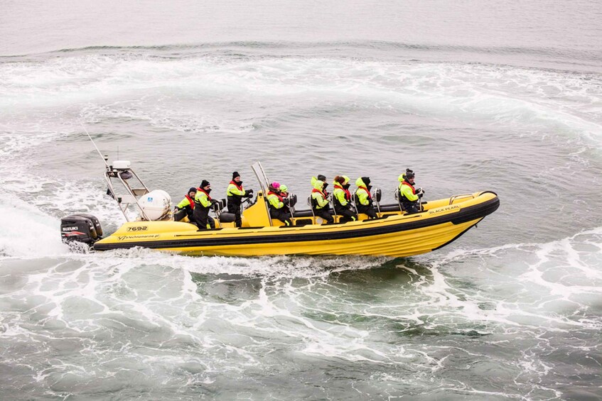 Picture 12 for Activity Reykjavik: Whale Watching by RIB Speedboat