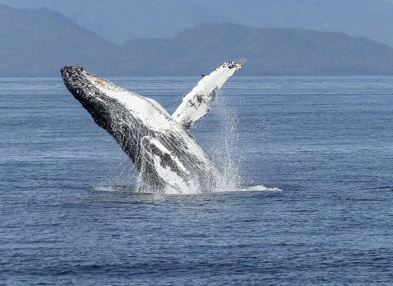 Picture 20 for Activity Reykjavik: Whale Watching by RIB Speedboat