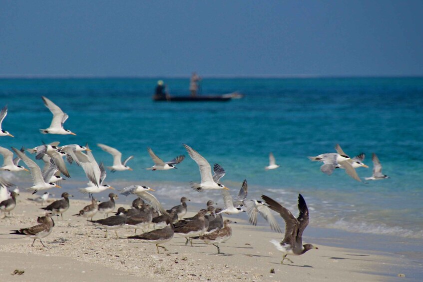 Picture 3 for Activity Zanzibar Full-Day Cruise on the Sandbank and Island