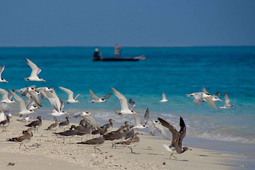 Picture 3 for Activity Zanzibar Full-Day Cruise on the Sandbank and Island