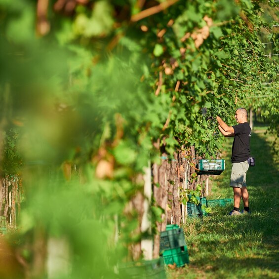 Picture 4 for Activity Valpolicella: Amarone Experience with Cantina Visit