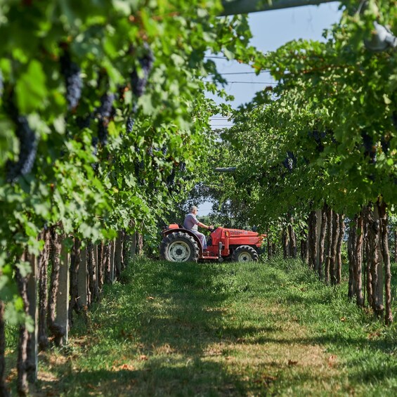 Picture 5 for Activity Valpolicella: Amarone Experience with Cantina Visit