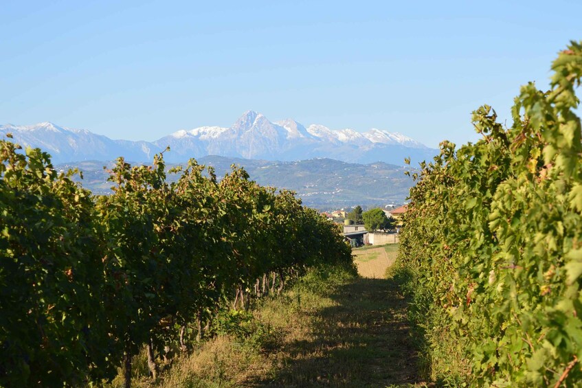 Abruzzo: Historic Cellar Wine Tour and Tasting