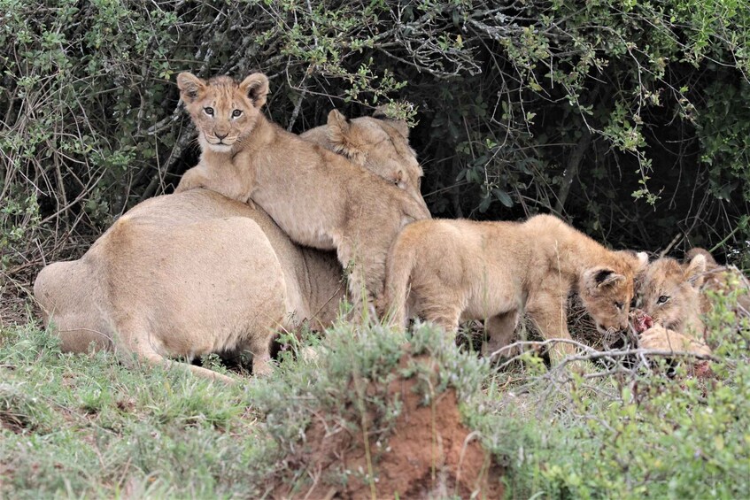 Picture 10 for Activity Addo Elephant National Park: Guided Half-Day Safari