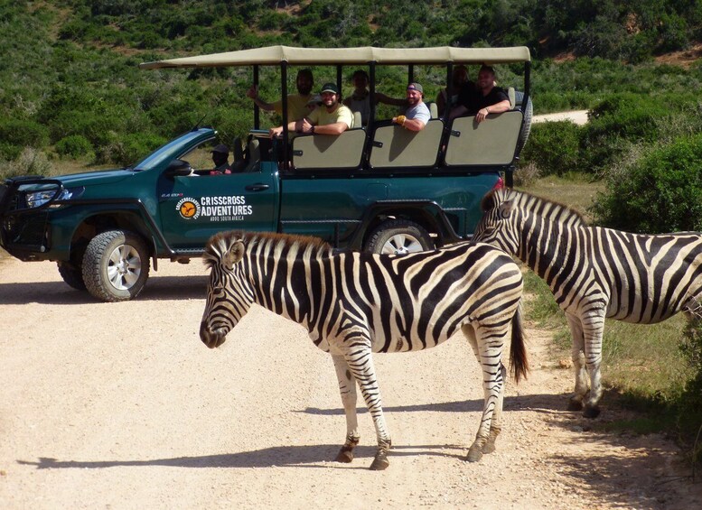 Addo Elephant National Park: Guided Half-Day Safari