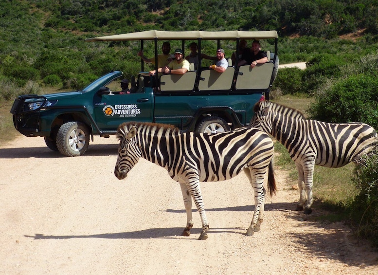 Addo Elephant National Park: Guided Half-Day Safari